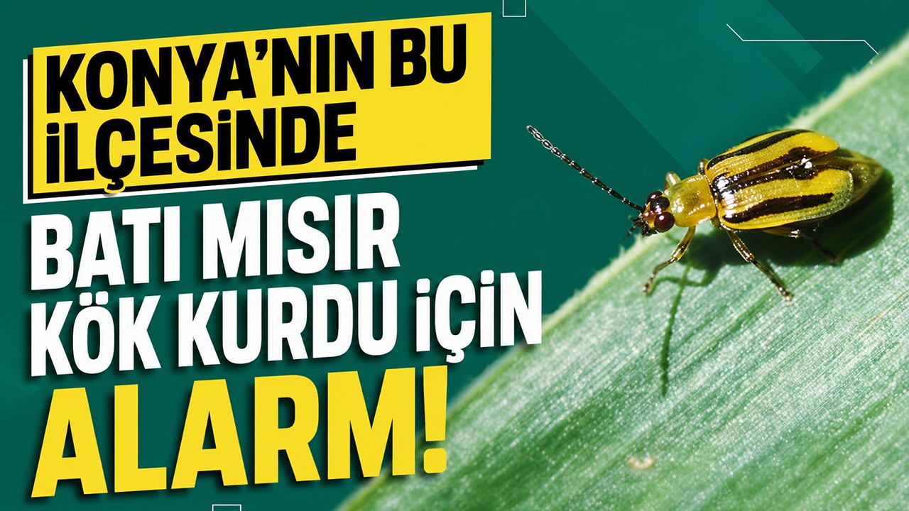 Konya'nın bu ilçesinde batı mısır kök kurdu alarmı
