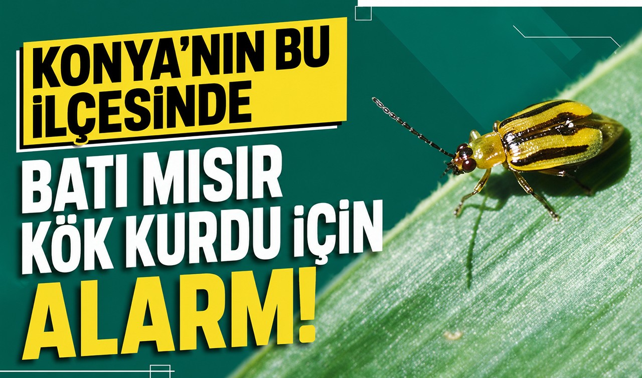 Konya'nın bu ilçesinde batı mısır kök kurdu alarmı