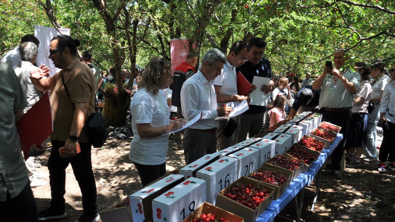 Akşehir'de kiraz hasadı şenliği yapıldı