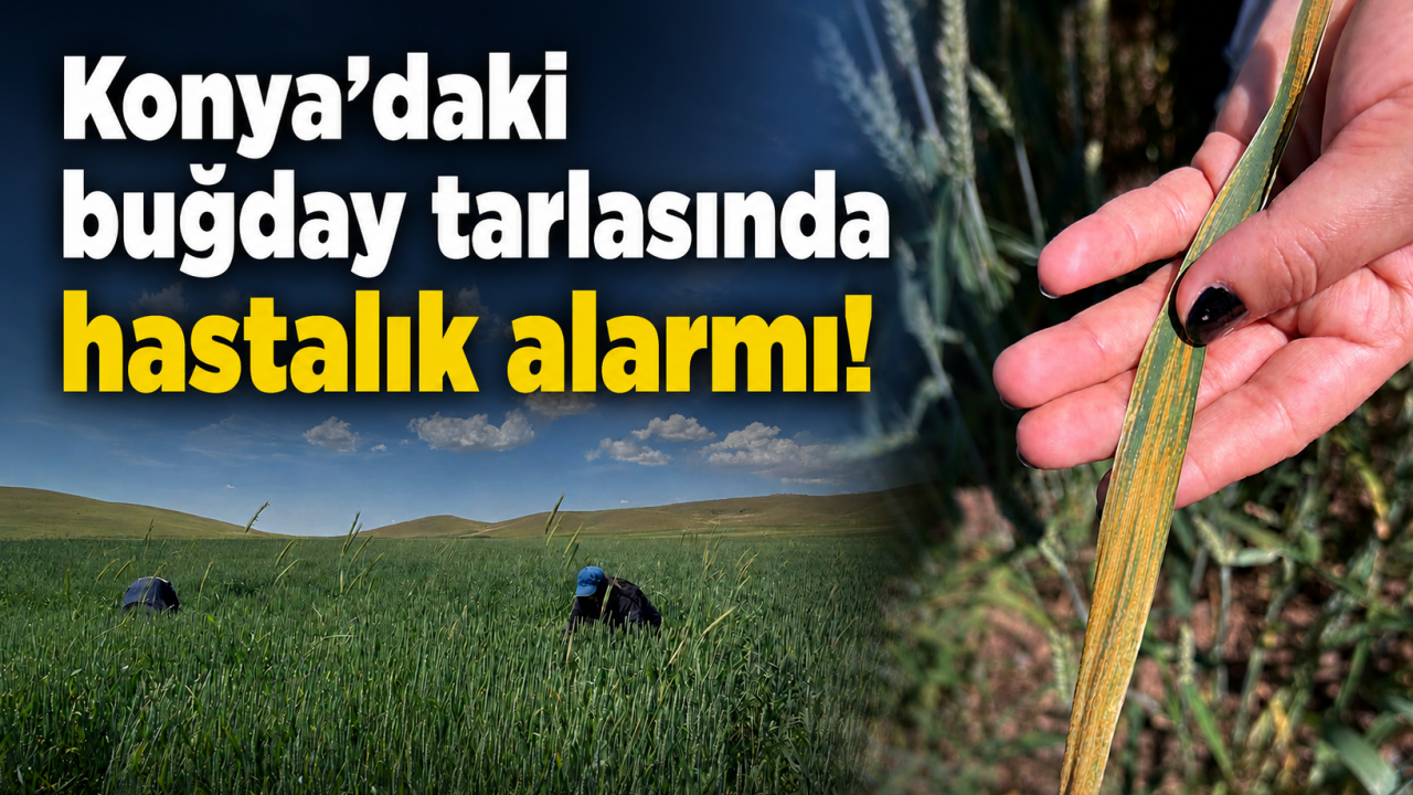 Konya'daki buğday tarlasında hastalık alarmı!