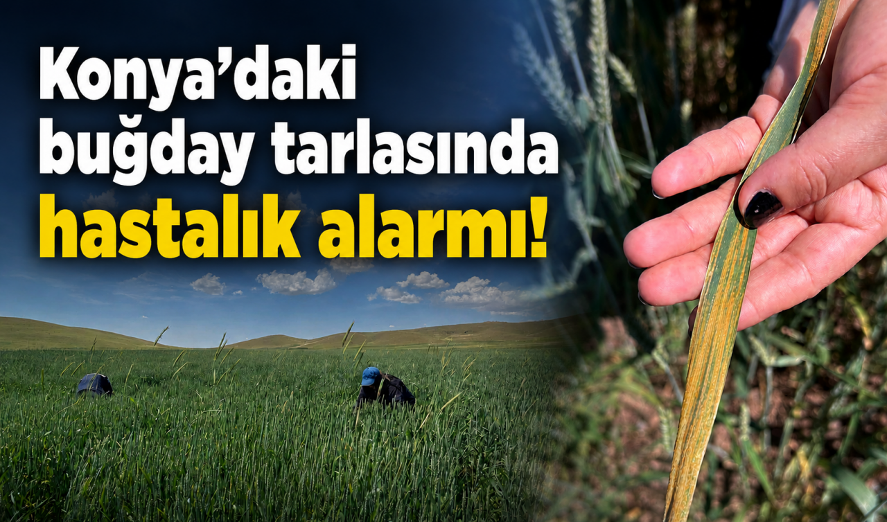 Konya'daki buğday tarlasında hastalık alarmı!