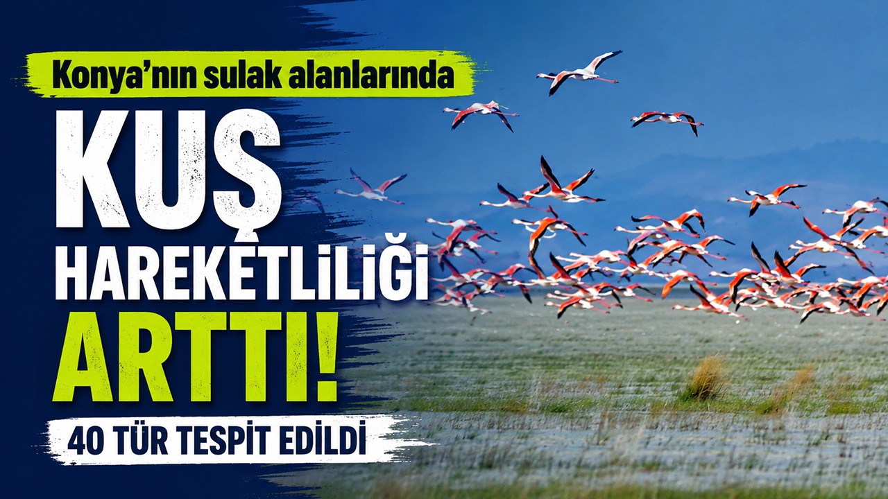 Konya’nın sulak alanlarında kuş hareketliliği arttı! 40 tür tespit edildi