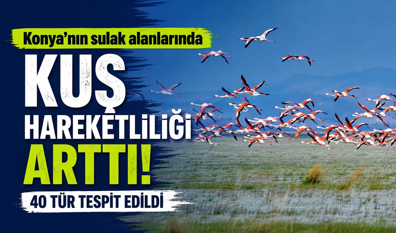 Konya’nın sulak alanlarında kuş hareketliliği arttı! 40 tür tespit edildi
