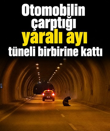 Otomobilin çarptığı yaralı ayı tüneli birbirine kattı