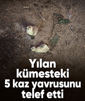 Yılan kümesteki 5 kaz yavrusunu telef etti