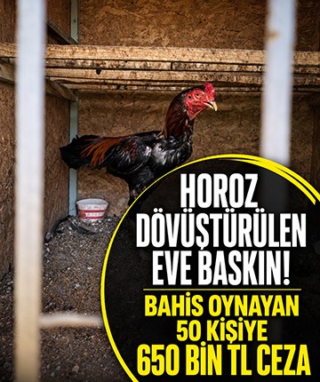 Horoz dövüştürülen eve baskın! Bahis oynayan 50 kişiye 650 bin TL ceza