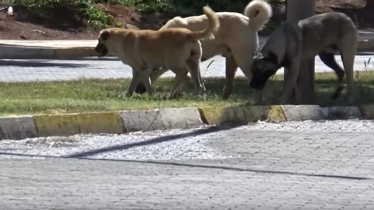 Sahipsiz köpeğin saldırısına uğrayan 1,5 yaşındaki çocuk yaralandı