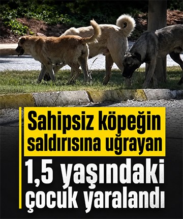 Sahipsiz köpeğin saldırısına uğrayan 1,5 yaşındaki çocuk yaralandı