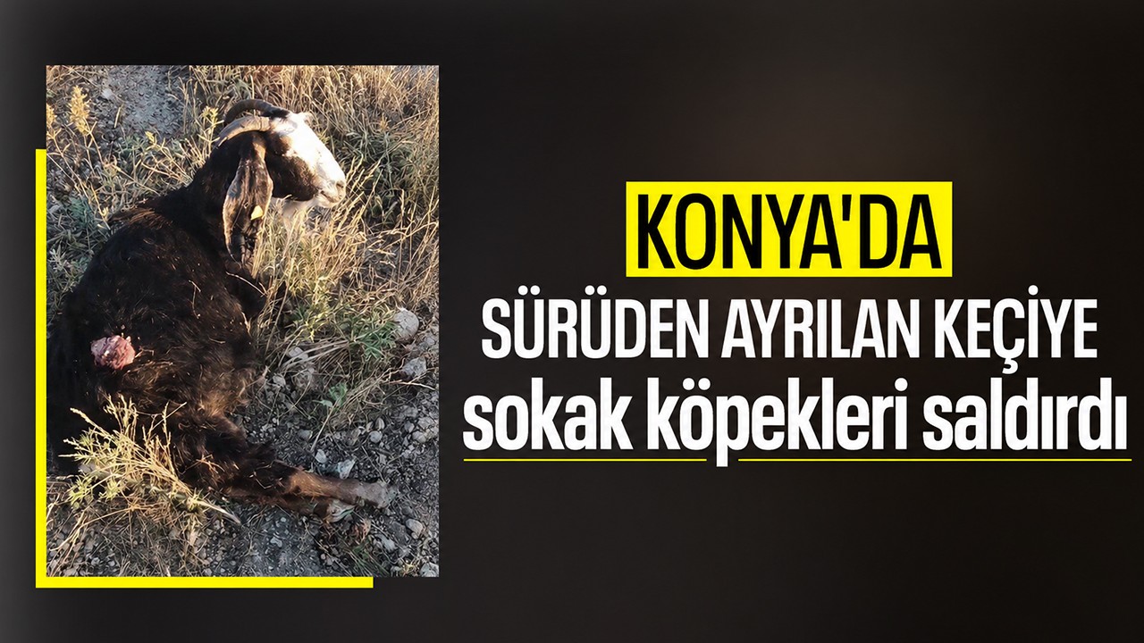 Konya'da sürüden ayrılan keçiye sokak köpekleri saldırdı