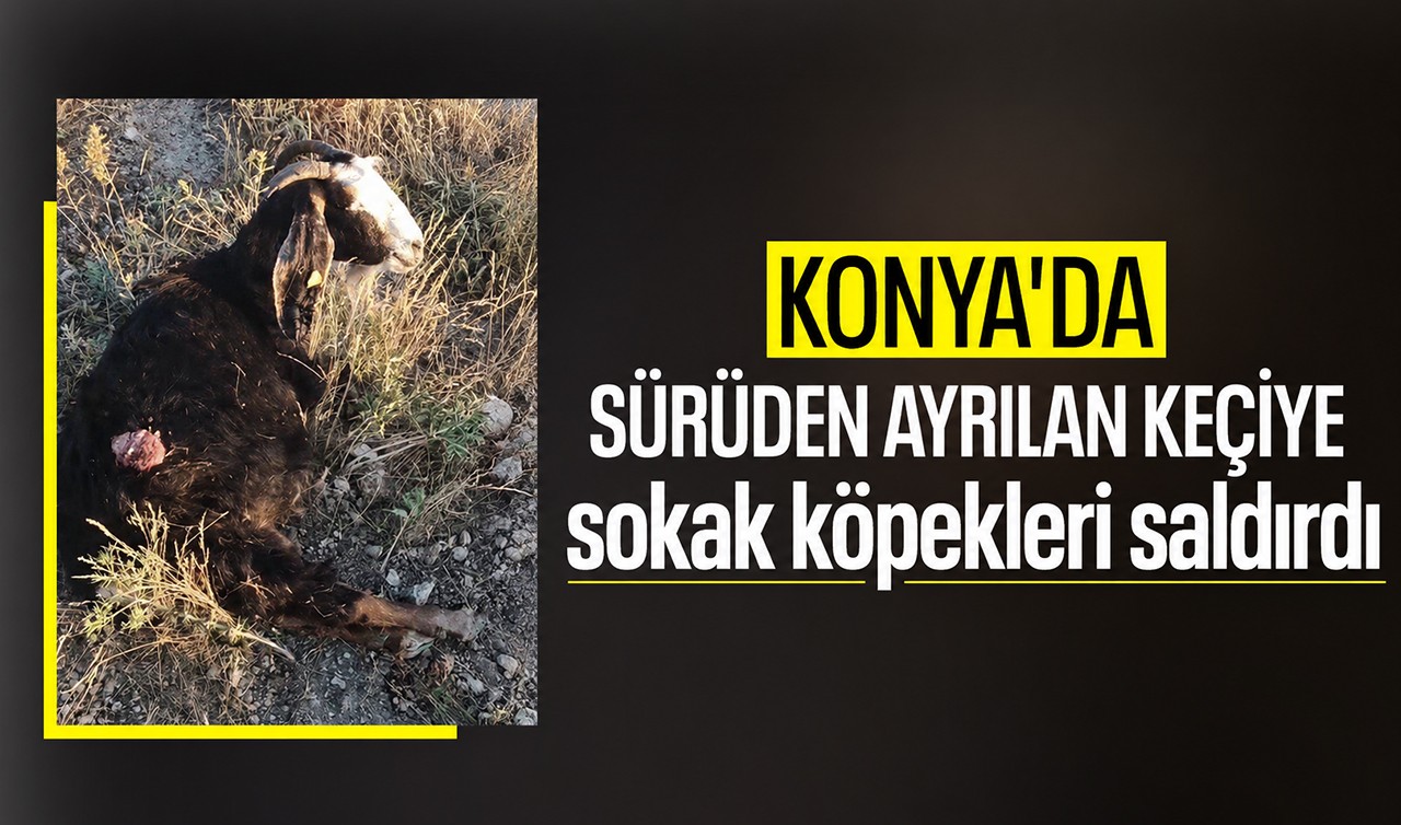 Konya'da sürüden ayrılan keçiye sokak köpekleri saldırdı