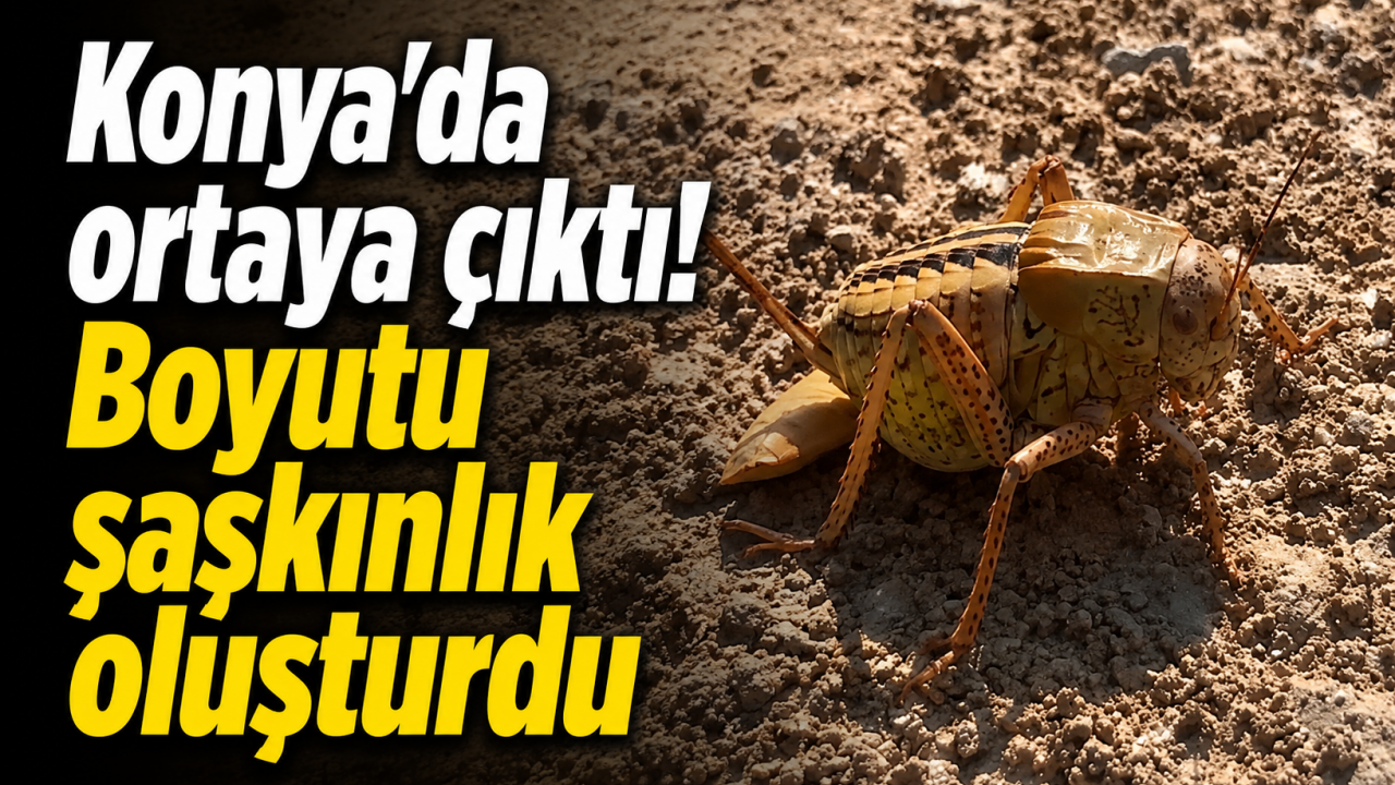 Konya'da ortaya çıktı! Boyutu şaşkınlık oluşturdu
