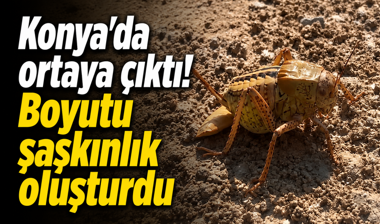 Konya'da ortaya çıktı! Boyutu şaşkınlık oluşturdu
