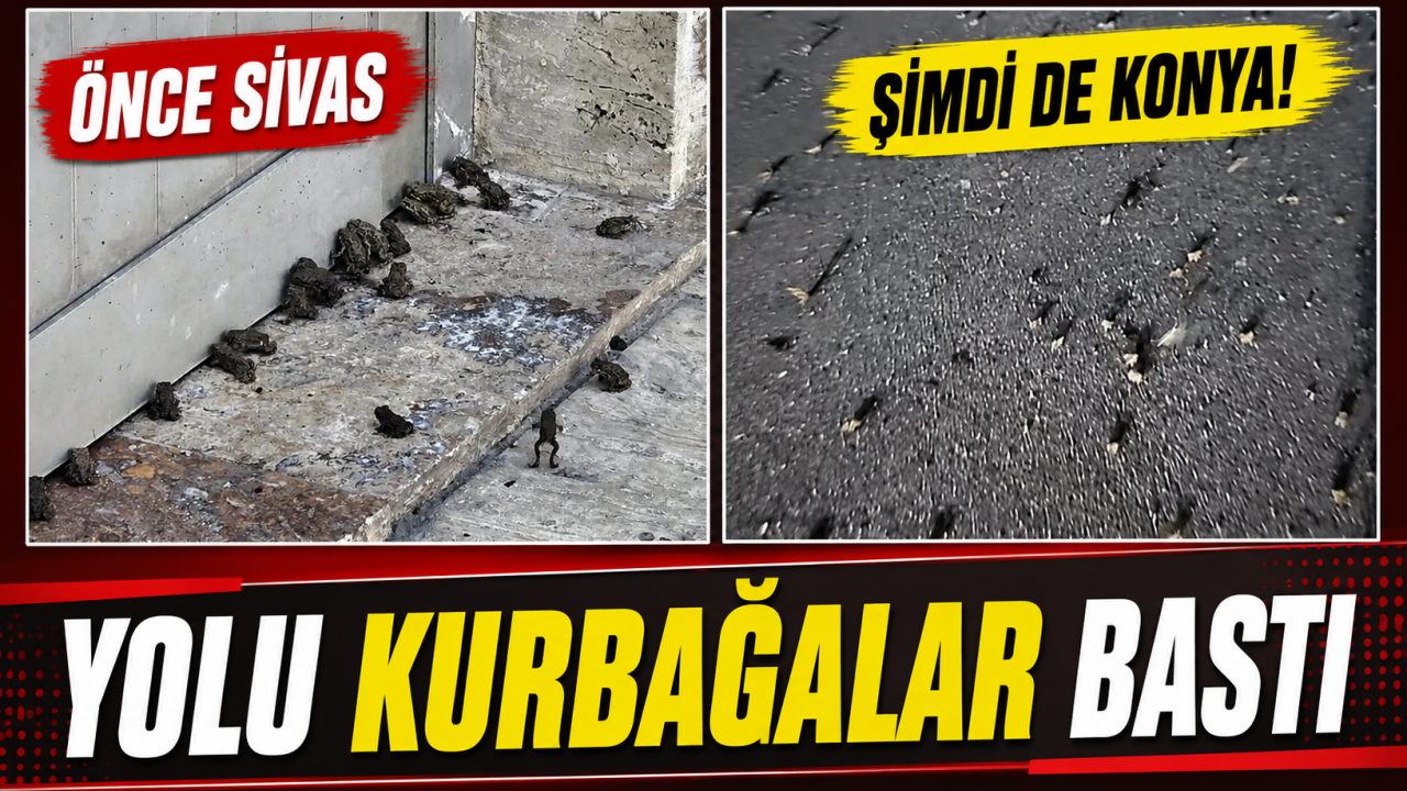 Önce Sivas şimdi de Konya! Yolu kurbağalar bastı