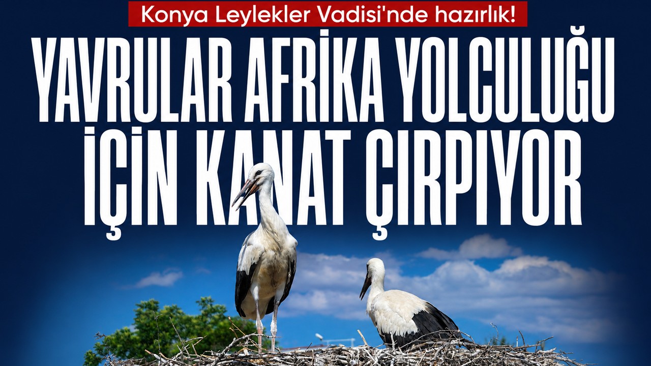Konya Leylekler Vadisi'nde hazırlık! Yavrular Afrika yolculuğu için kanat çırpıyor