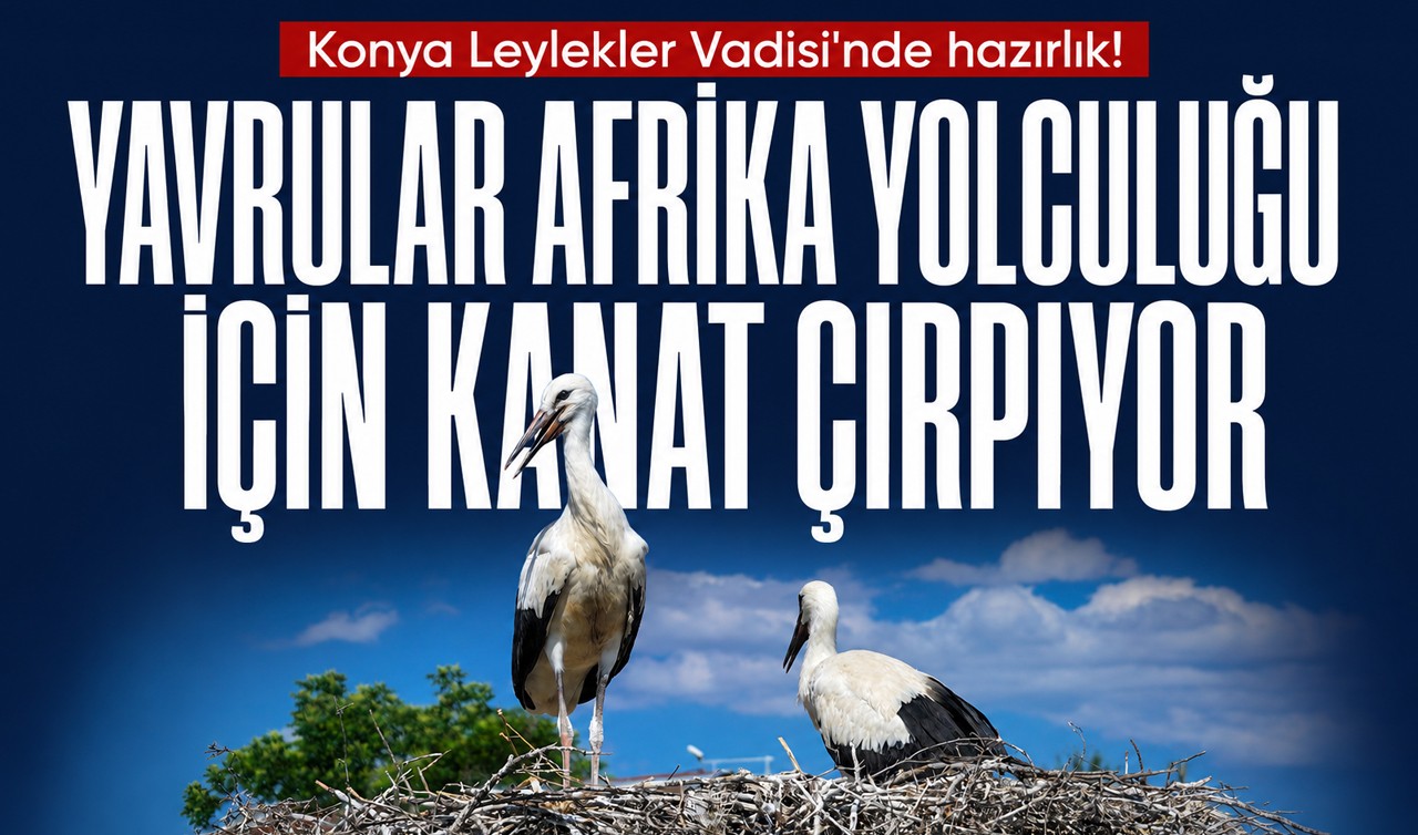 Konya Leylekler Vadisi'nde hazırlık! Yavrular Afrika yolculuğu için kanat çırpıyor