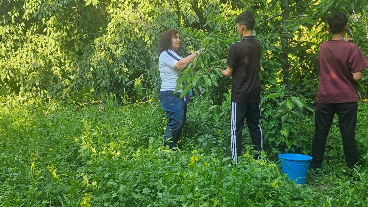 Akşehir’de kiraz hasadı yerinde incelendi: Kaymakam Mustafa Yiğit üreticilerle buluştu