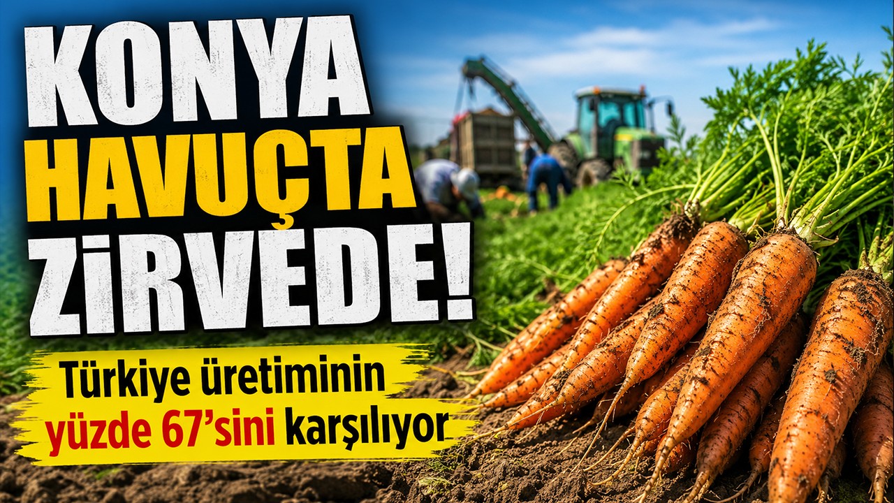 Konya havuçta zirvede! Türkiye üretiminin yüzde 67’sini karşılıyor