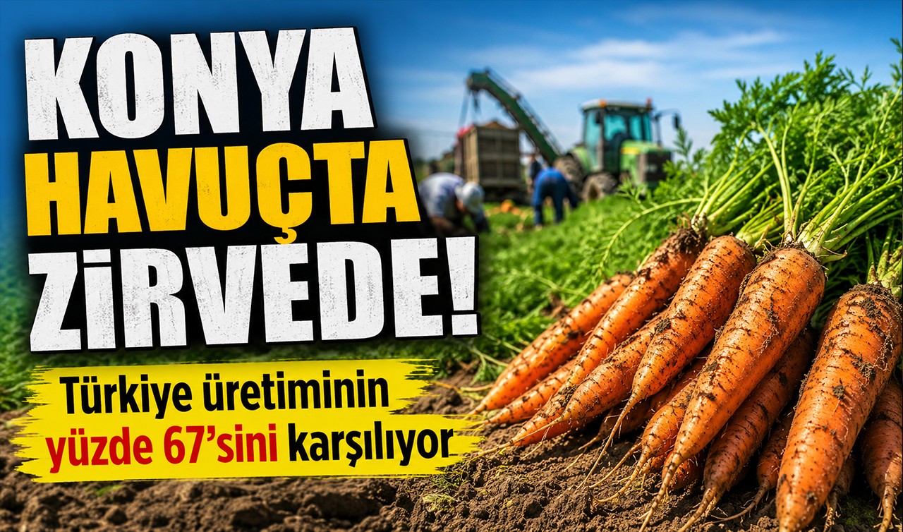 Konya havuçta zirvede! Türkiye üretiminin yüzde 67’sini karşılıyor
