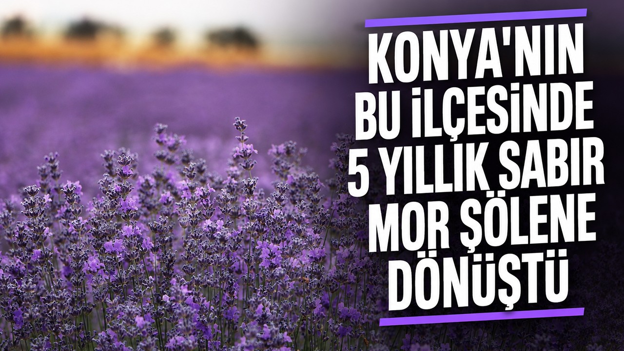 Konya'nın bu ilçesinde 5 yıllık sabır mor şölene dönüştü