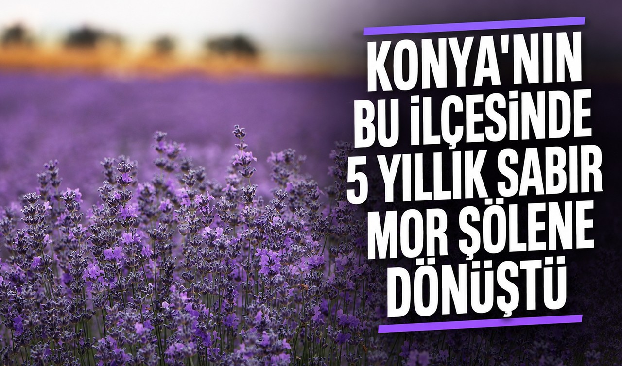Konya'nın bu ilçesinde 5 yıllık sabır mor şölene dönüştü