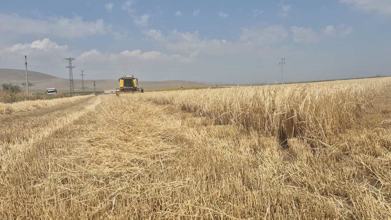 Konya’da hububat hasadında biçerdöver denetimleri sürüyor