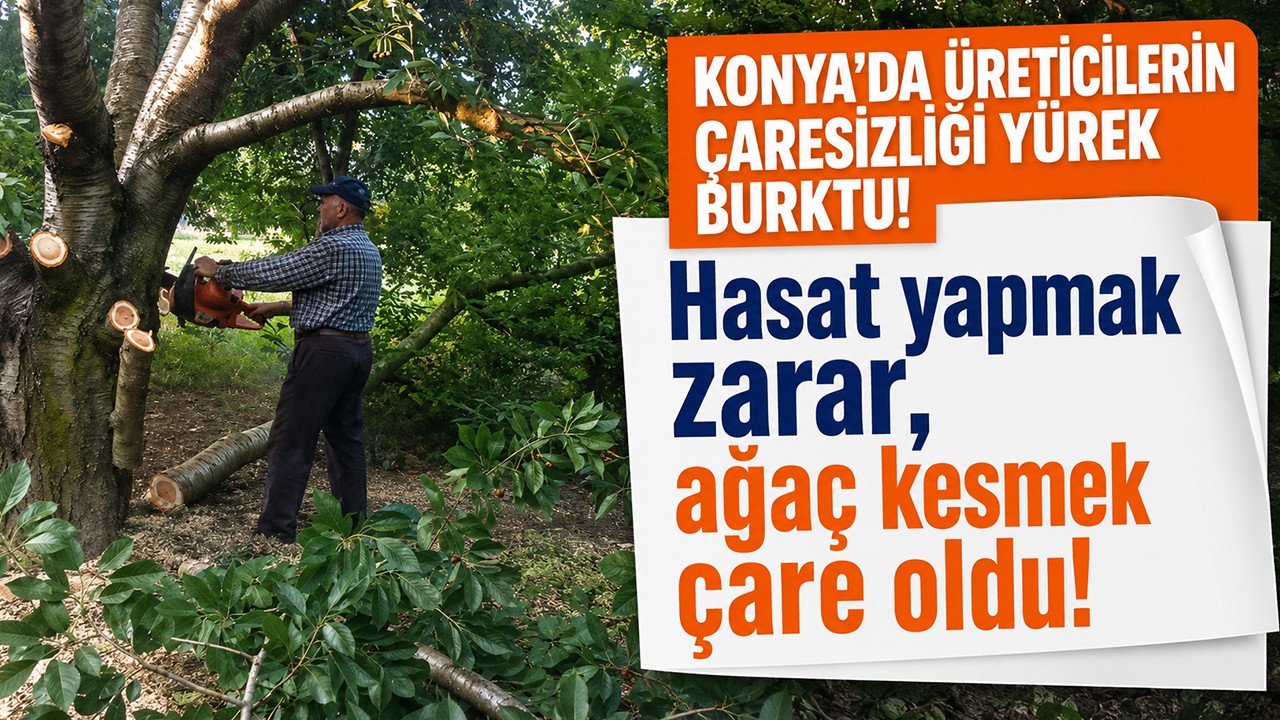 Konya'da üreticilerin çaresizliği yürek burktu! Hasat yapmak zarar, ağaç kesmek çare oldu!