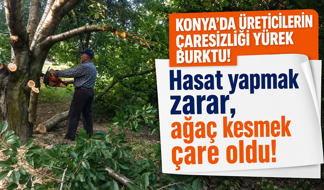 Konya'da üreticilerin çaresizliği yürek burktu! Hasat yapmak zarar, ağaç kesmek çare oldu!