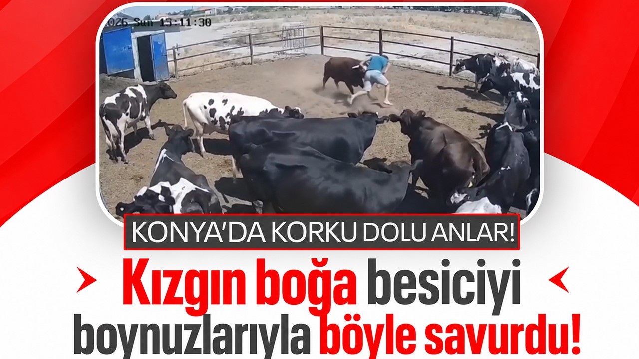 Konya'da korku dolu anlar! Kızgın boğa besiciyi boynuzlarıyla savurdu! O anlar kamerada