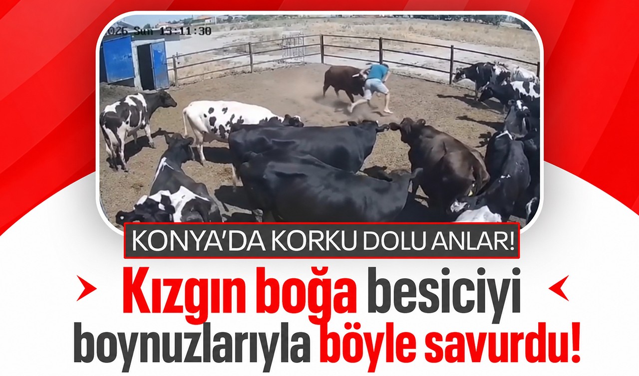 Konya'da korku dolu anlar! Kızgın boğa besiciyi boynuzlarıyla savurdu! O anlar kamerada