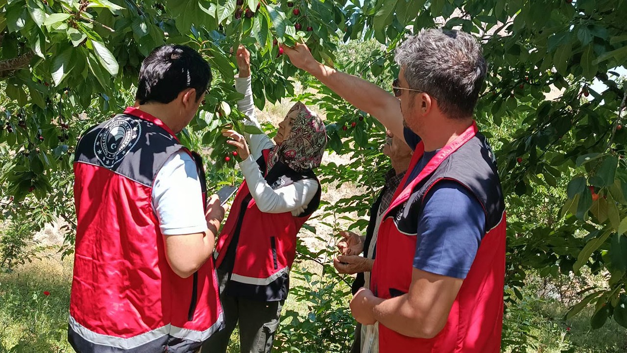 Halkapınar'da kiraz hasadı öncesi sıkı denetim