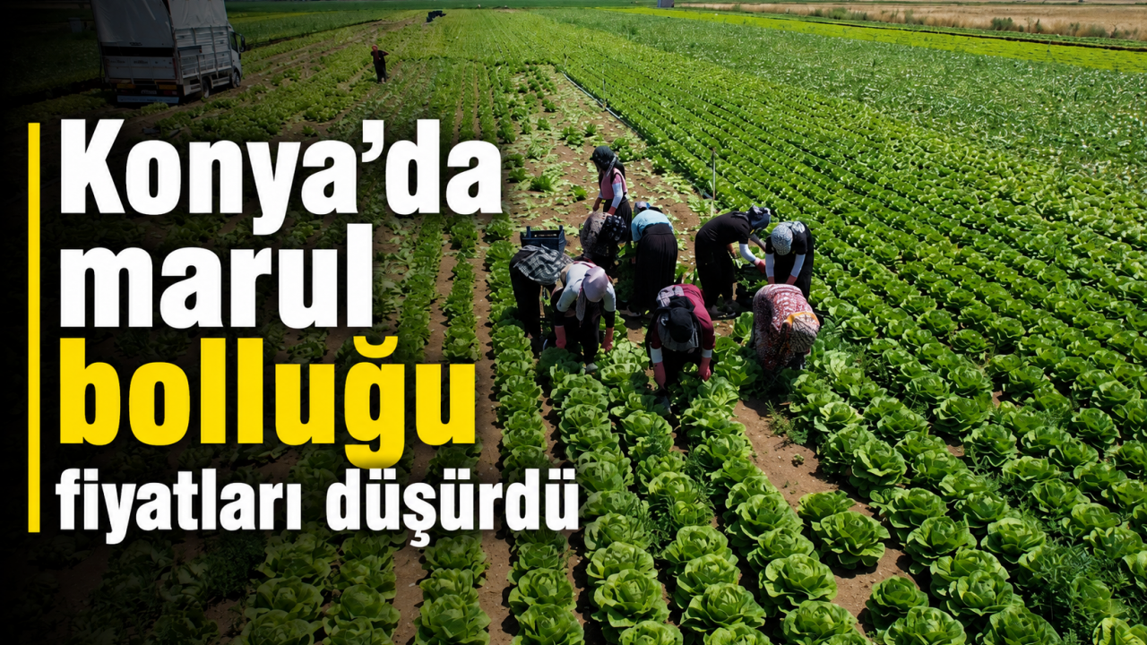 Konya'da marul bolluğu fiyatları düşürdü