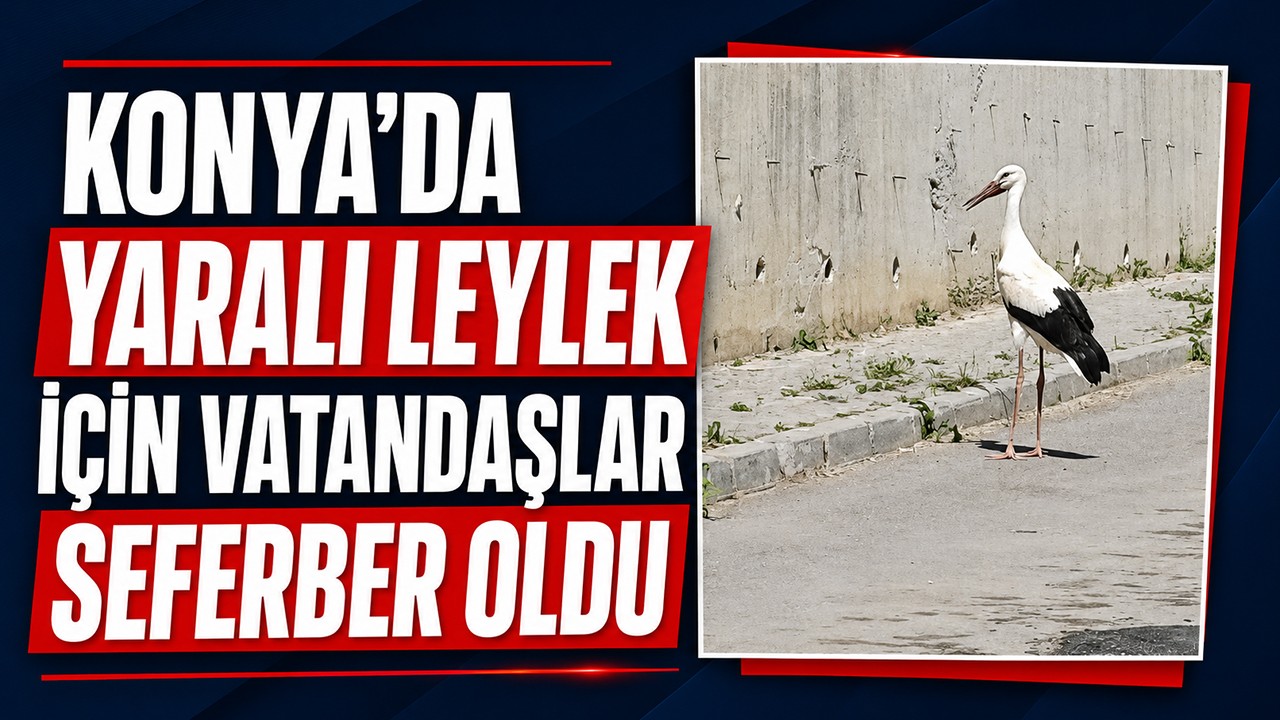 Konya'da yaralı leylek için vatandaşlar seferber oldu