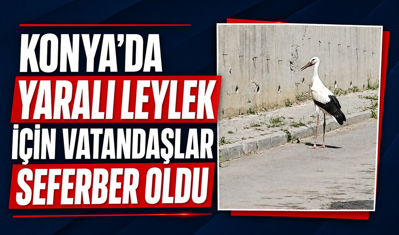 Konya'da yaralı leylek için vatandaşlar seferber oldu