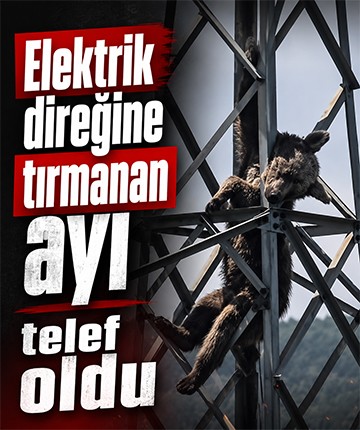 Elektrik direğine tırmanan ayı telef oldu