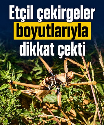 Etçil çekirgeler boyutlarıyla dikkat çekti