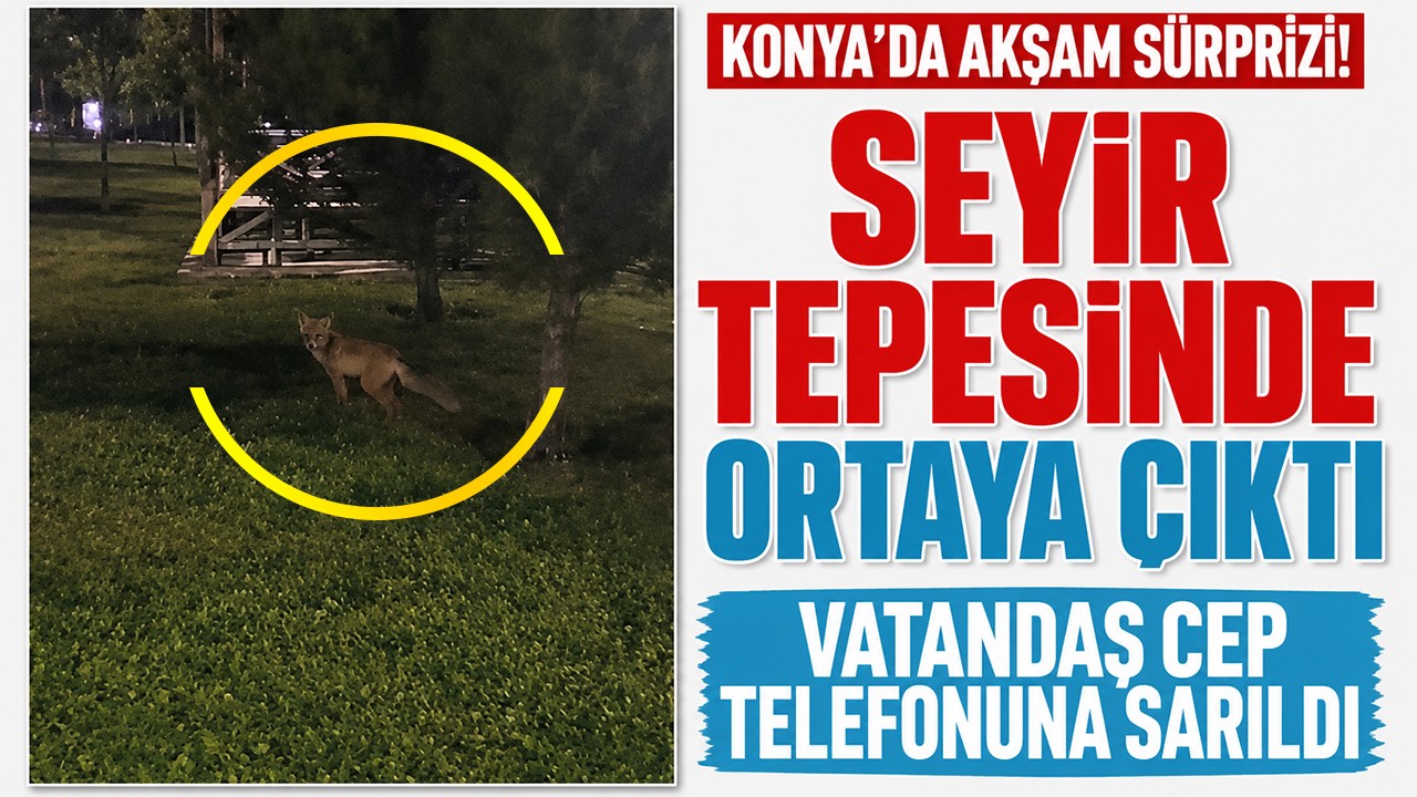 Konya'da akşam sürprizi! Seyir tepesinde ortaya çıktı, vatandaş cep telefonuna sarıldı
