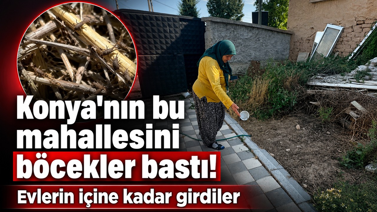 Konya'nın bu mahallesini böcekler bastı! Evlerin içine kadar girdiler