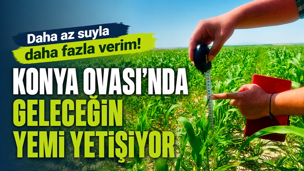 Daha az suyla daha fazla verim! Konya Ovası'nda geleceğin yemi yetişiyor