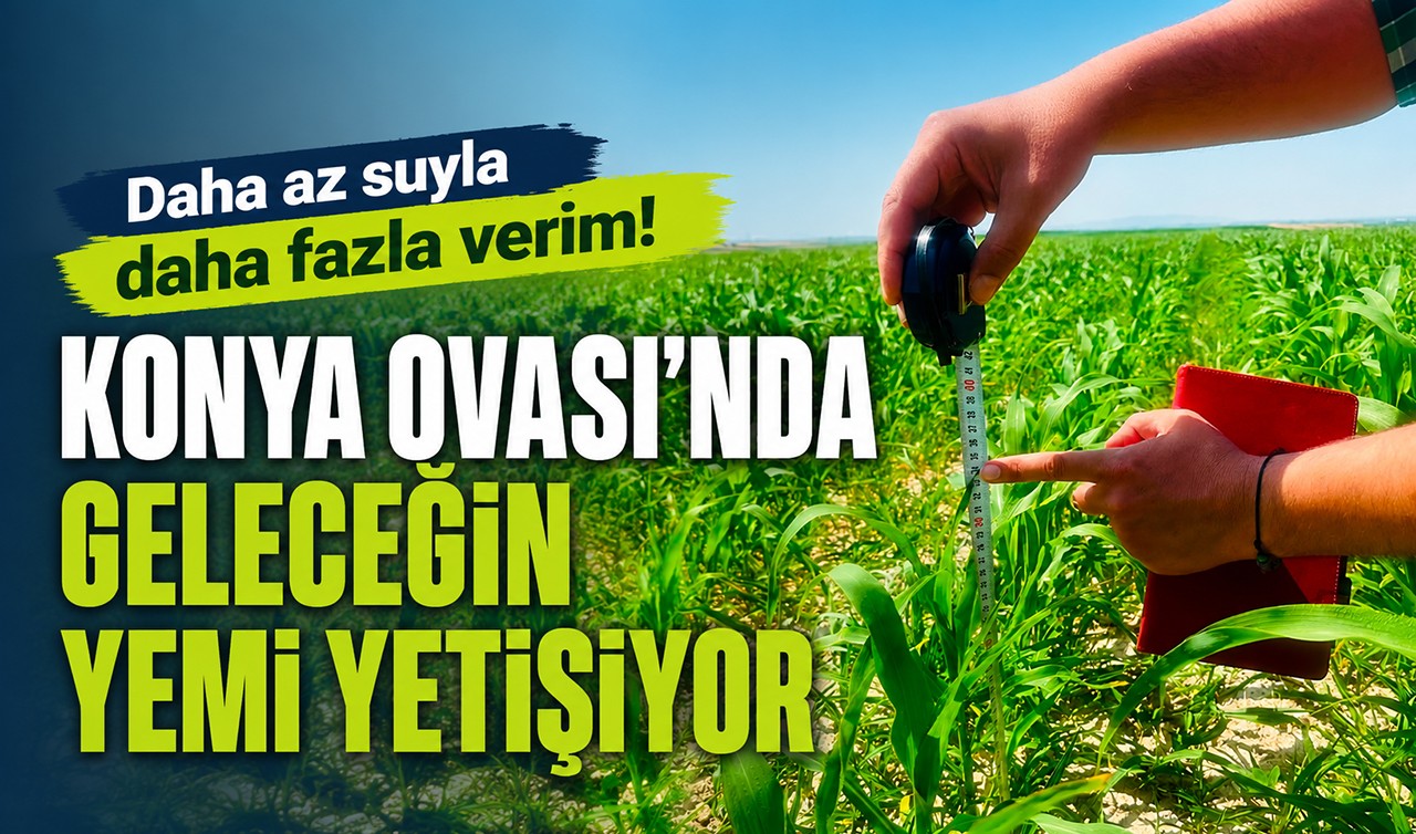 Daha az suyla daha fazla verim! Konya Ovası'nda geleceğin yemi yetişiyor