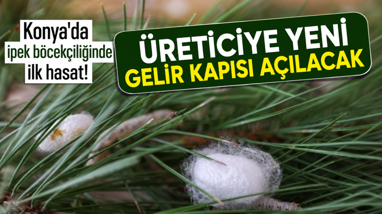 Konya’da ipek böcekçiliğinde ilk hasat! Üreticiye yeni gelir kapısı açılacak