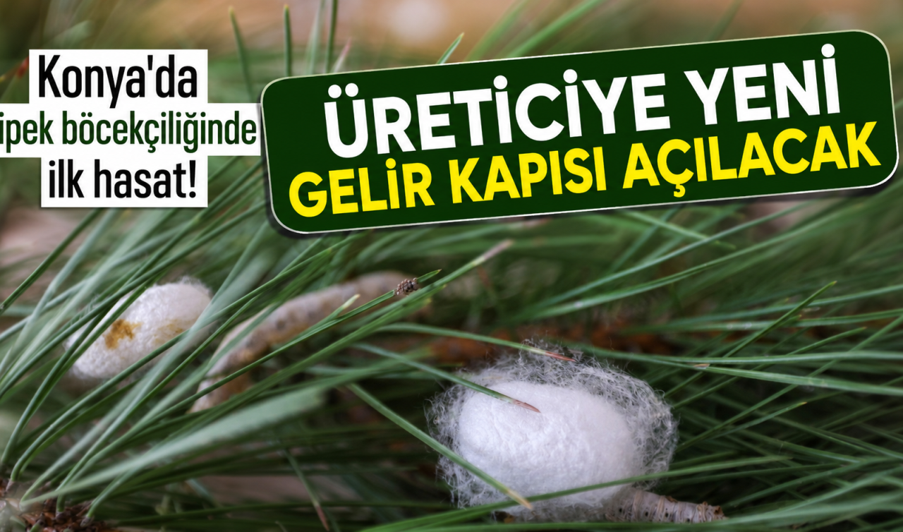 Konya’da ipek böcekçiliğinde ilk hasat! Üreticiye yeni gelir kapısı açılacak