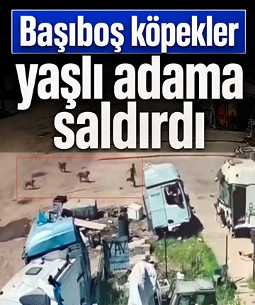 Başıboş köpekler yaşlı adama saldırdı