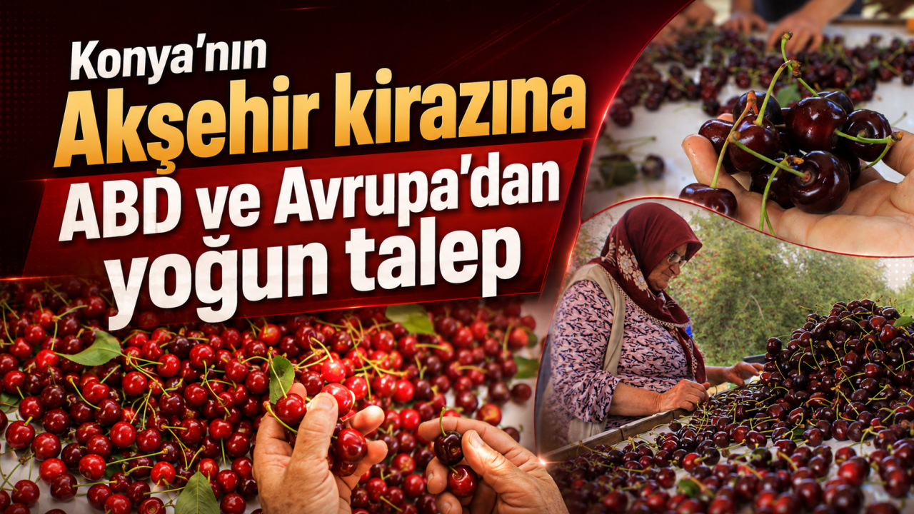 Konya’nın Akşehir kirazına ABD ve Avrupa’dan yoğun talep