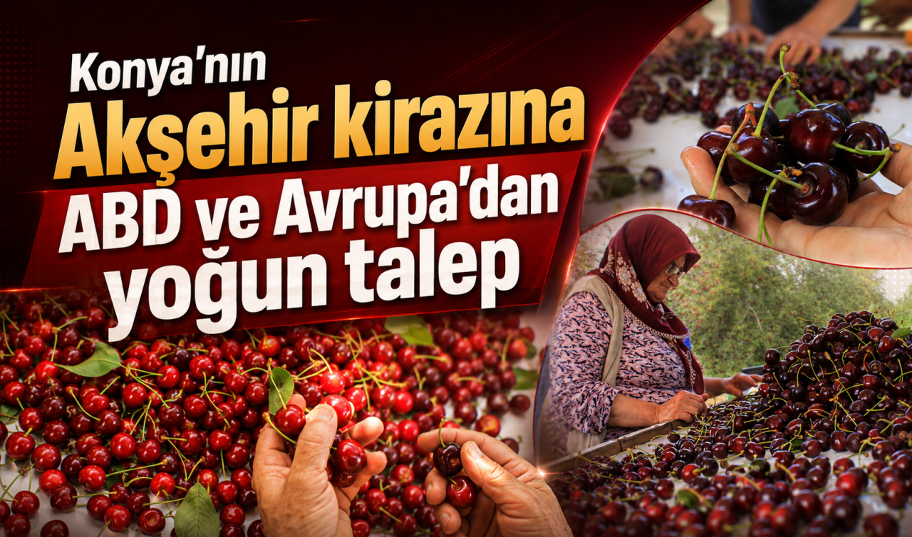 Konya’nın Akşehir kirazına ABD ve Avrupa’dan yoğun talep