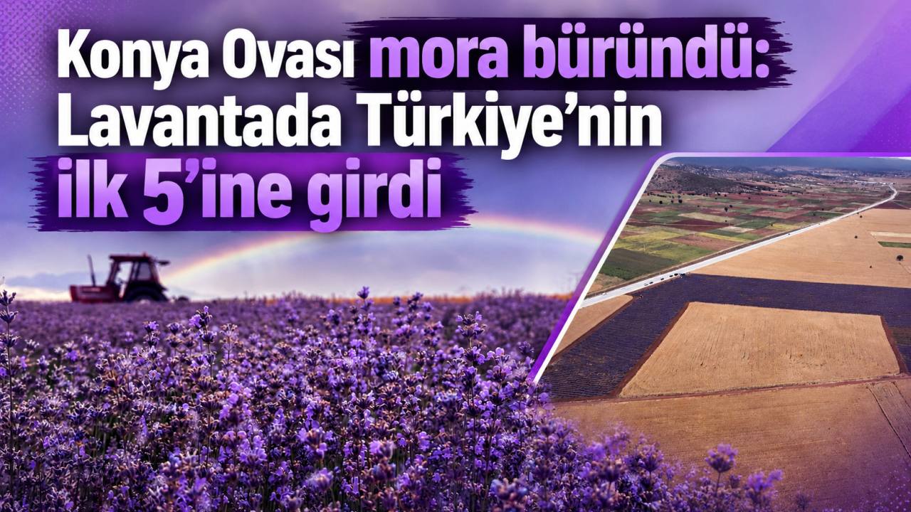 Konya Ovası mora büründü: Lavantada Türkiye’nin ilk 5’ine girdi