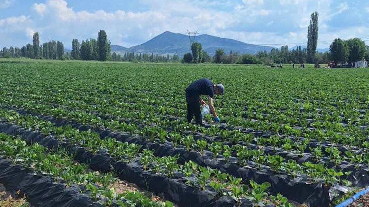 Konya’da güvenilir gıda denetimi! Domates ve çilek üretim alanları incelendi