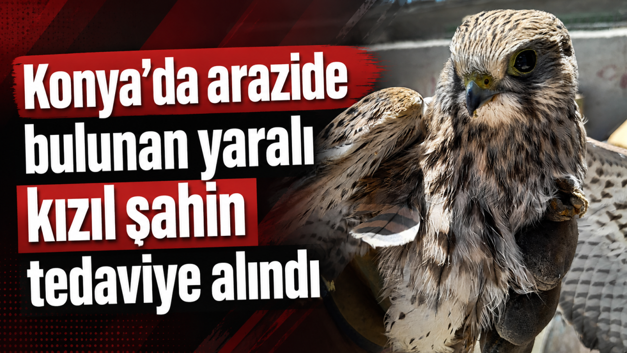 Konya’da arazide bulunan yaralı kızıl şahin tedaviye alındı