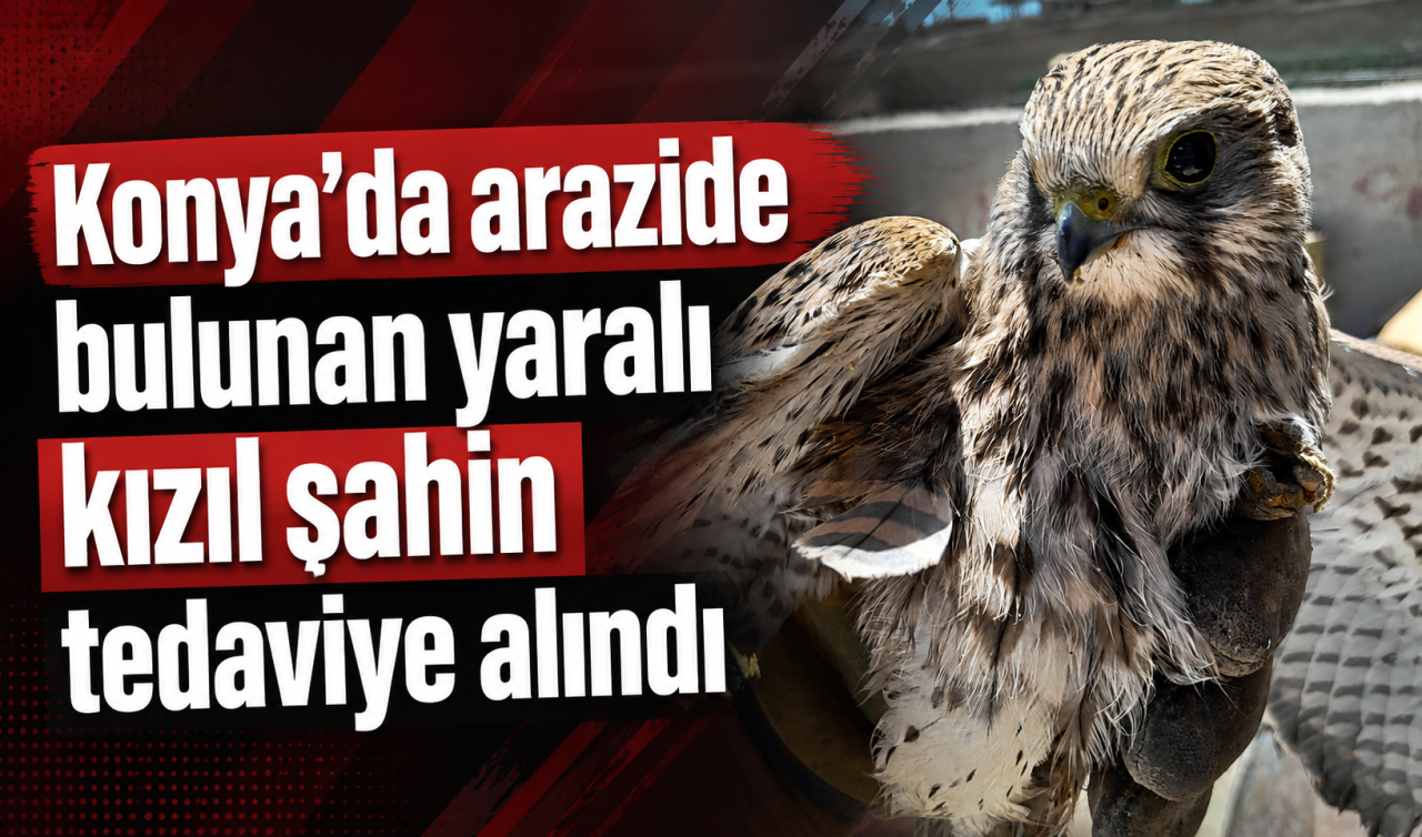 Konya’da arazide bulunan yaralı kızıl şahin tedaviye alındı