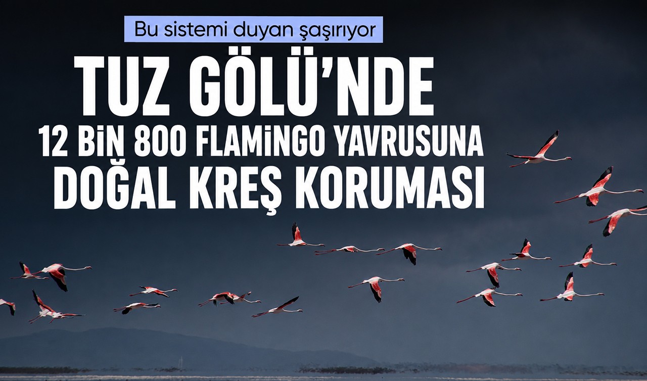 Bu sistemi duyan şaşırıyor: Tuz Gölü’nde 12 bin 800 flamingo yavrusuna "doğal kreş" koruması