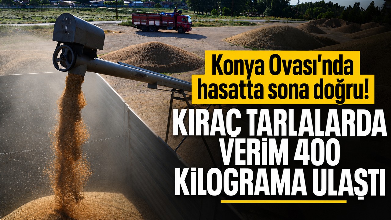 Konya Ovası’nda hasatta sona doğru! Kıraç tarlalarda verim 400 kilograma ulaştı